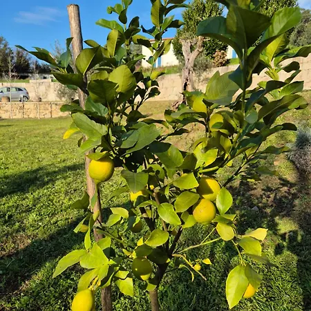 Tatil Evi Casa Maria *